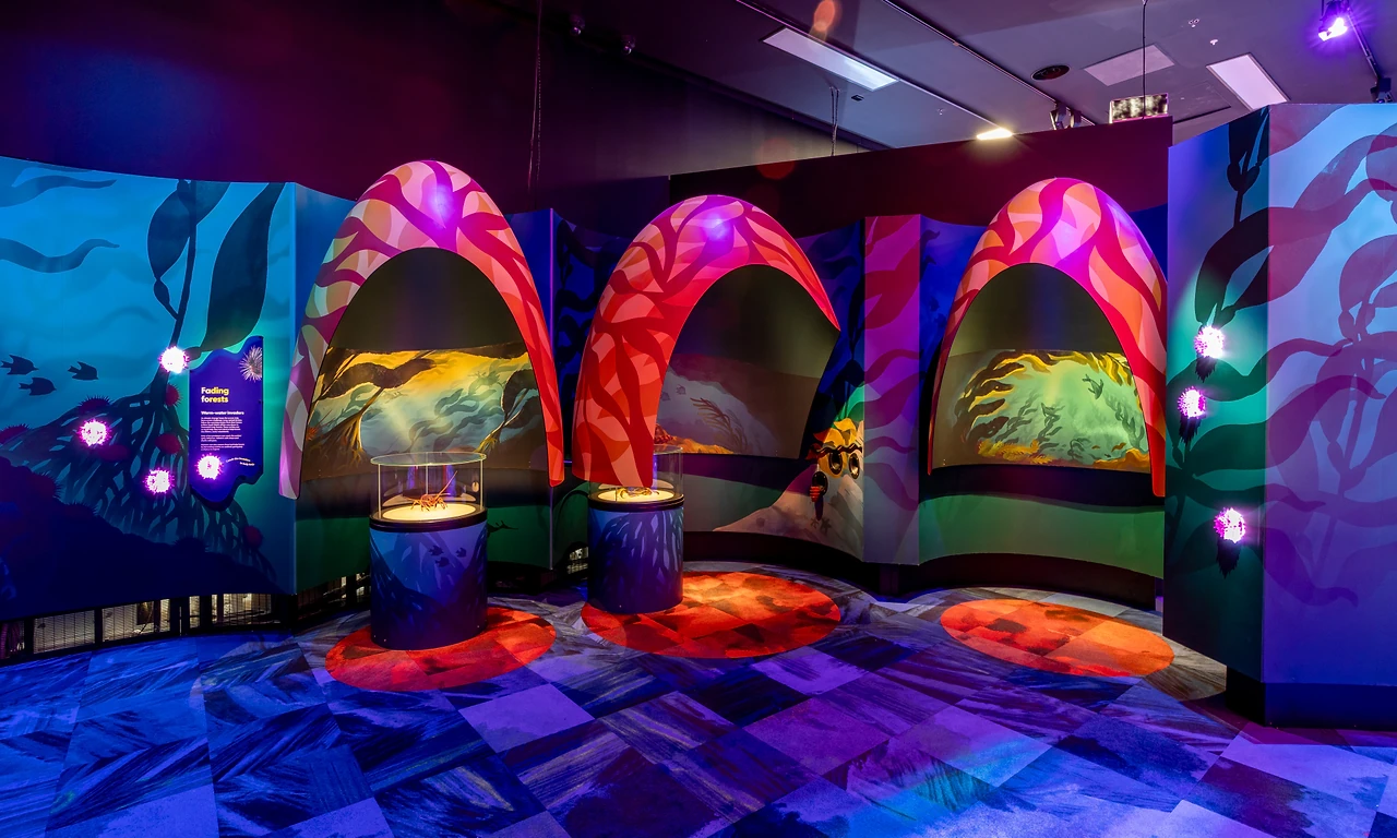 Three arched coral grottos with lit specimen pedestals in the Reef zone, over a bright patterned floor. Design: Museums Victoria design department. Photo: Museums Victoria and Tim Blaikie.