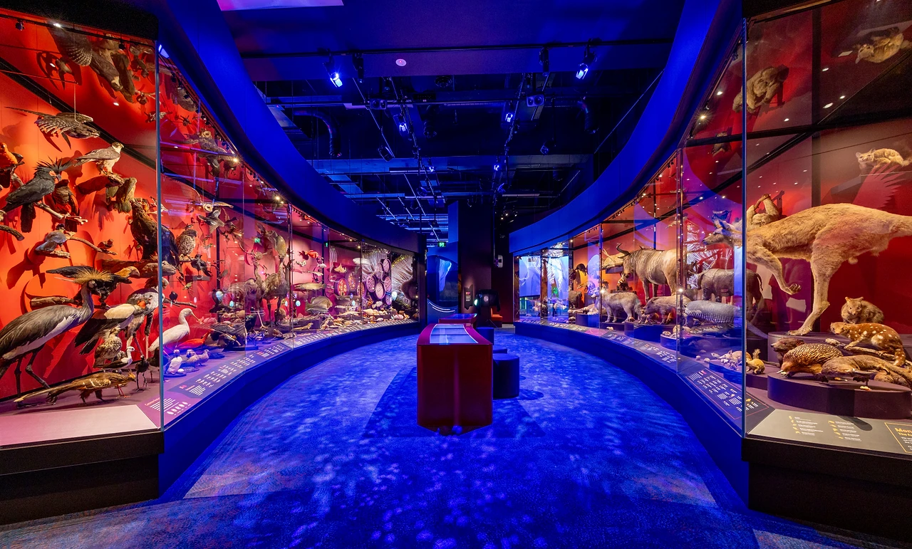 Sweeping curved showcase wall in the Our Wild Family zone under blue ceiling coves and a patterned carpet. Design: Thylacine Design. Photo: Museums Victoria and Tim Blaikie.