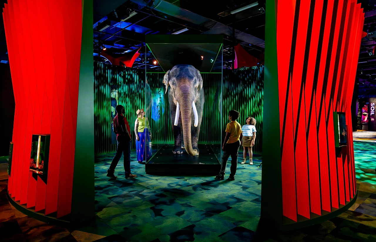 BonSu the elephant standing in a glass case between two tall red fluted columns in the Rainforest zone. Design: Museums Victoria design department. Photo: Melbourne Museum.