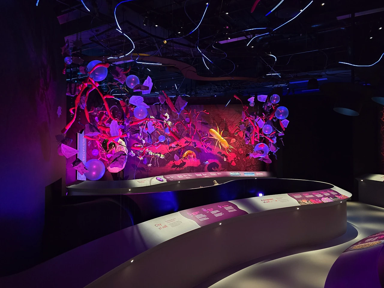 Magenta root forms spreading across a curved wall above a sweeping bench. Design: Museums Victoria design department. Photo: Tim Blaikie.