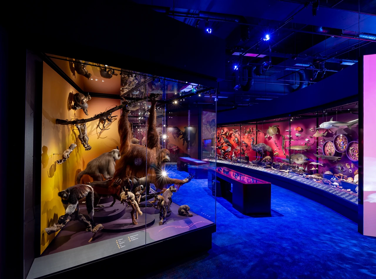 Curved Our Wild Family zone showcases lit amber against a blue patterned floor. Design: Thylacine Design. Photo: Museums Victoria and Tim Blaikie.