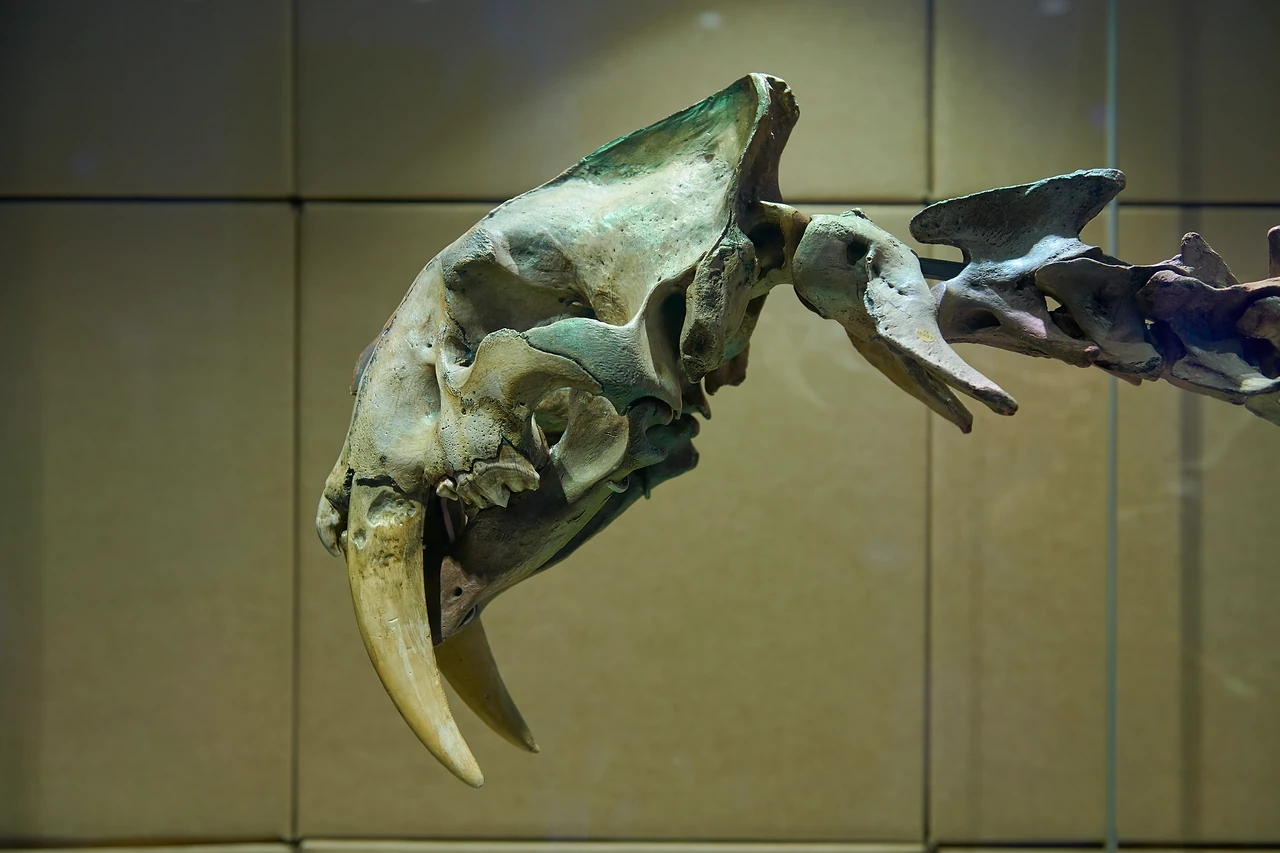 Sabre-toothed cat skull and spine mounted against a pale panelled wall at Melbourne Museum. Design: Studio Peter King. Photo: Eugene Hyland.