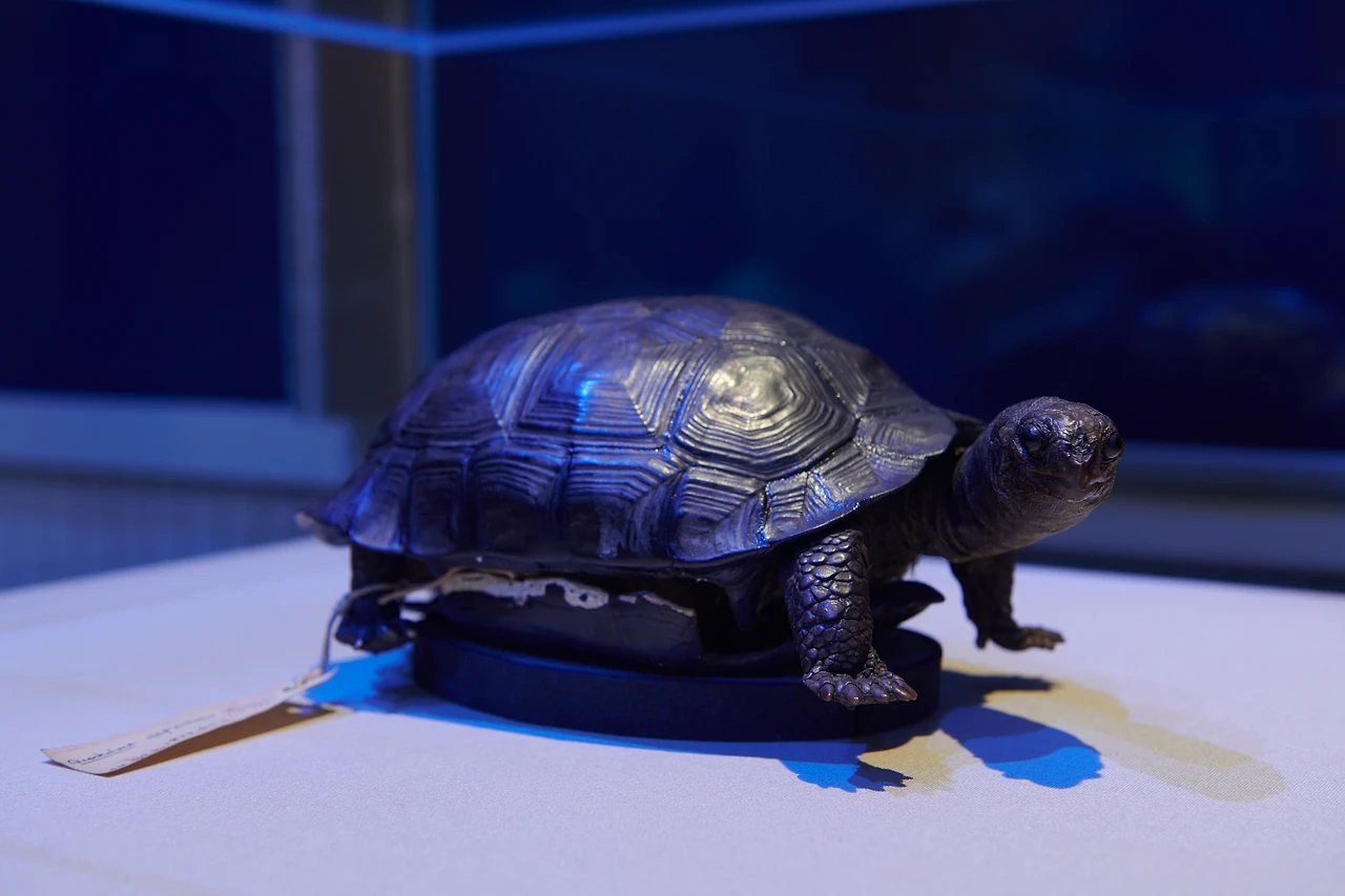 Charles Darwin's pet tortoise on a plinth inside a blue-lit glass case in the exhibition at Melbourne Museum. Design: Studio Peter King. Photo: Eugene Hyland.