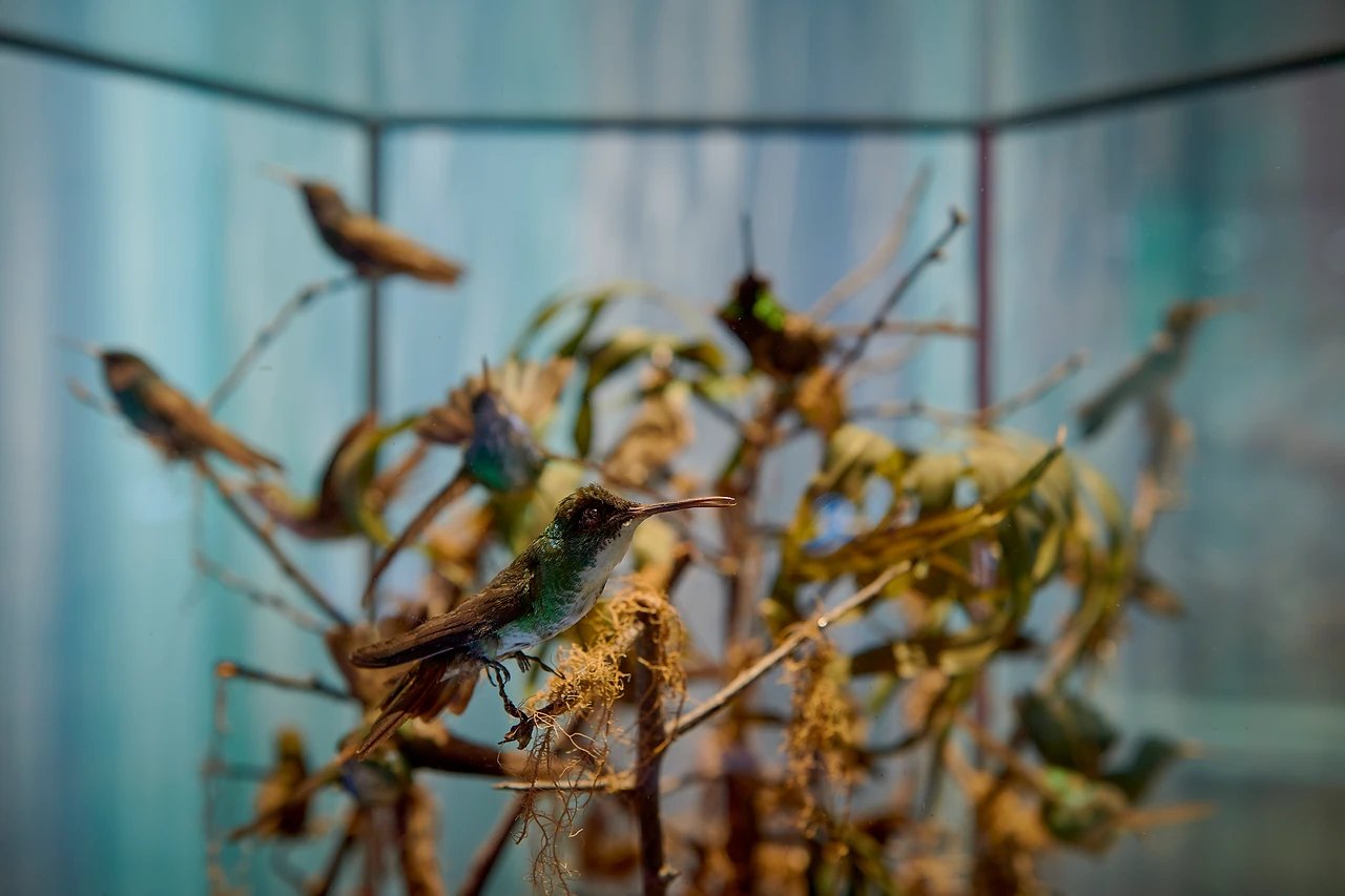 Cabinet of mounted hummingbirds on branches behind glass with a soft blue backdrop at Melbourne Museum. Design: Studio Peter King. Photo: Eugene Hyland.
