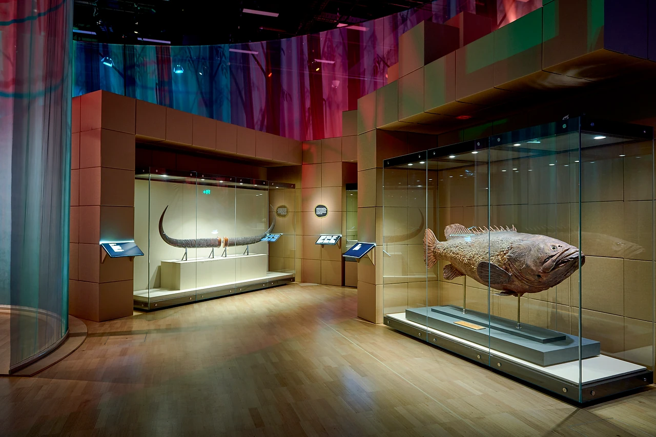 Main gallery at Melbourne Museum with timber casework, a long glazed case holding a large fish specimen and a curved screen wall. Design: Studio Peter King. Photo: Eugene Hyland.