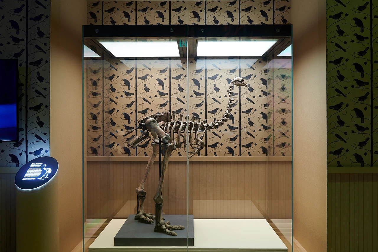 Moa skeleton standing in a purpose-built glazed alcove lined with printed bird wallpaper at Melbourne Museum. Design: Studio Peter King. Photo: Eugene Hyland.